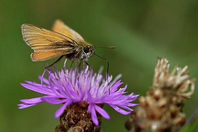 BUITEN BEELD Foto: 301765