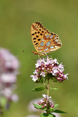 BUITEN BEELD Foto: 301768