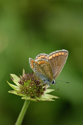 BUITEN BEELD Foto: 301774