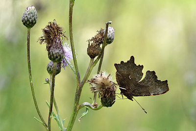 BUITEN BEELD Foto: 301775