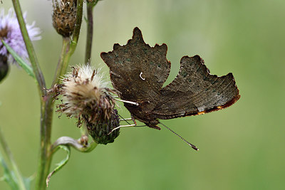 BUITEN BEELD Foto: 301776