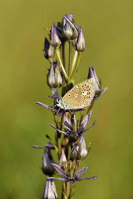 BUITEN BEELD Foto: 301777