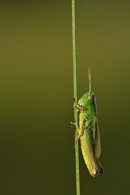 BUITEN BEELD Foto: 301778