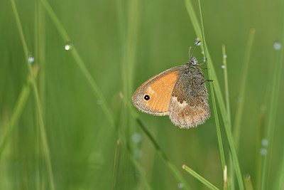 BUITEN BEELD Foto: 301779