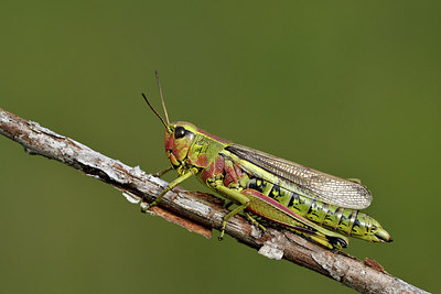 BUITEN BEELD Foto: 301783