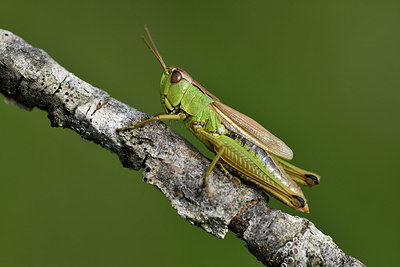 BUITEN BEELD Foto: 301786