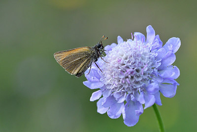 BUITEN BEELD Foto: 301790