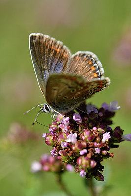 BUITEN BEELD Foto: 301792