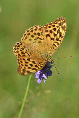 BUITEN BEELD Foto: 301800