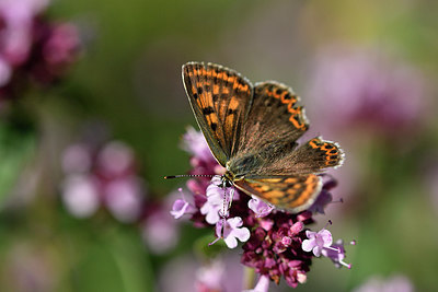 BUITEN BEELD Foto: 301804