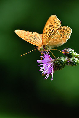 BUITEN BEELD Foto: 301815