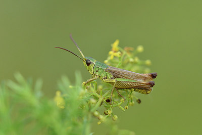 BUITEN BEELD Foto: 301816