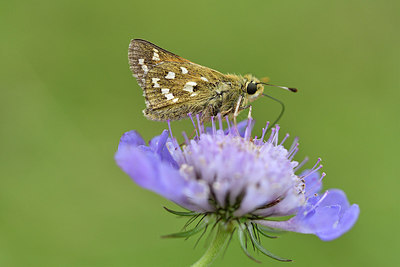 BUITEN BEELD Foto: 301822