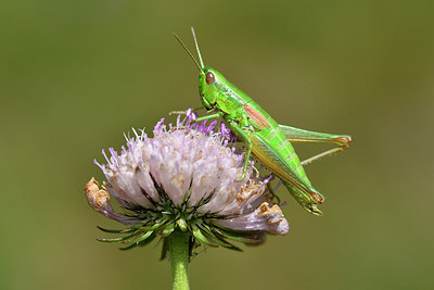 BUITEN BEELD Foto: 301826