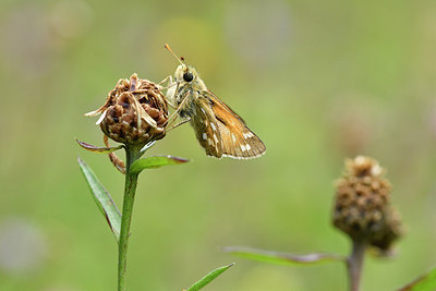 BUITEN BEELD Foto: 301830