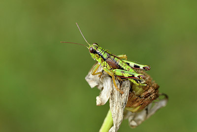 BUITEN BEELD Foto: 301833