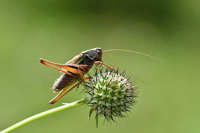 BUITEN BEELD Foto: 301834