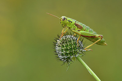 BUITEN BEELD Foto: 301835