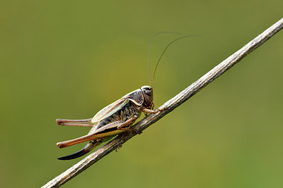 BUITEN BEELD Foto: 301836