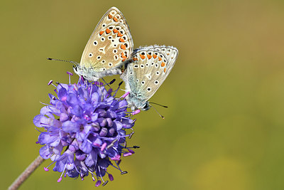 BUITEN BEELD Foto: 301842