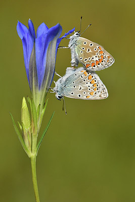 BUITEN BEELD Foto: 301844
