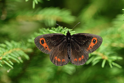 BUITEN BEELD Foto: 301849