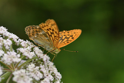 BUITEN BEELD Foto: 301856