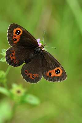 BUITEN BEELD Foto: 301857