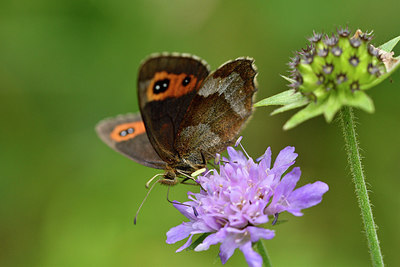 BUITEN BEELD Foto: 301858
