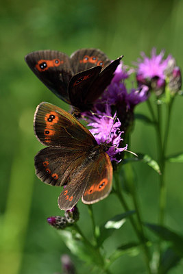BUITEN BEELD Foto: 301862