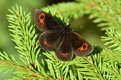 BUITEN BEELD Foto: 301863