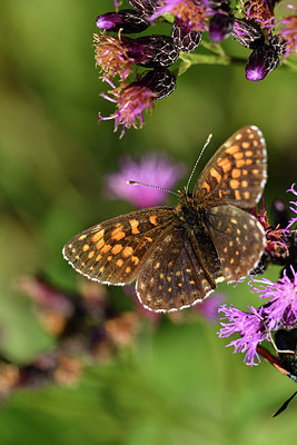 BUITEN BEELD Foto: 301867