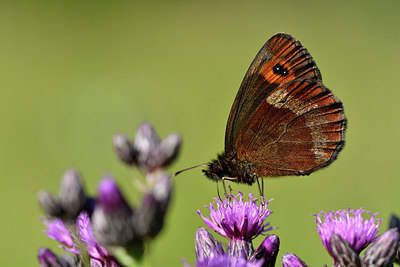 BUITEN BEELD Foto: 301868