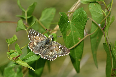 BUITEN BEELD Foto: 301878