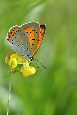 BUITEN BEELD Foto: 301886