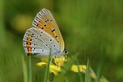 BUITEN BEELD Foto: 301887