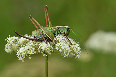 BUITEN BEELD Foto: 301889