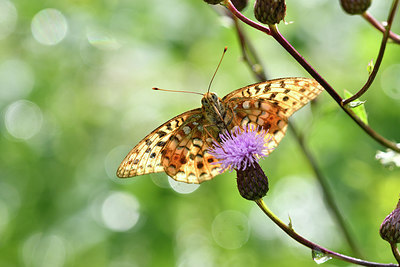 BUITEN BEELD Foto: 301894