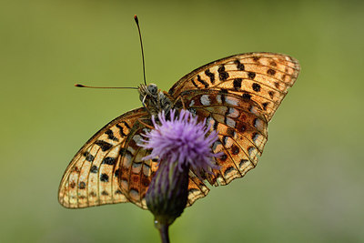 BUITEN BEELD Foto: 301896