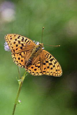 BUITEN BEELD Foto: 301899