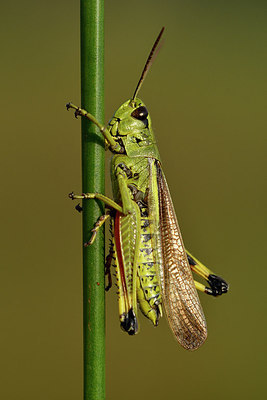 BUITEN BEELD Foto: 301904