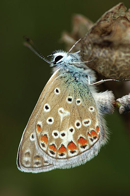 BUITEN BEELD Foto: 301907