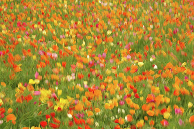 BUITEN BEELD Foto: 301917