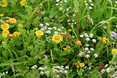 BUITEN BEELD Foto: 302005