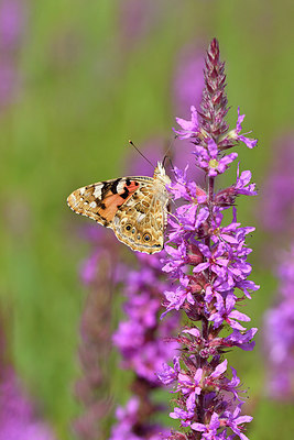 BUITEN BEELD Foto: 302032