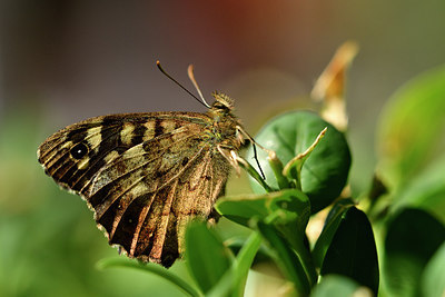 BUITEN BEELD Foto: 302035