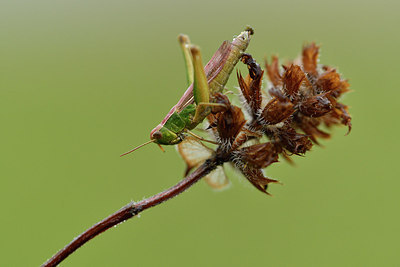 BUITEN BEELD Foto: 302037
