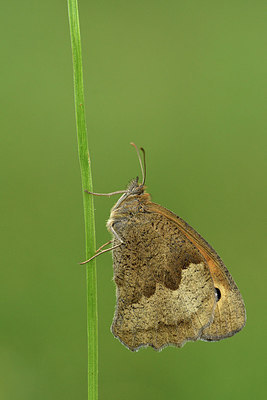 BUITEN BEELD Foto: 302038