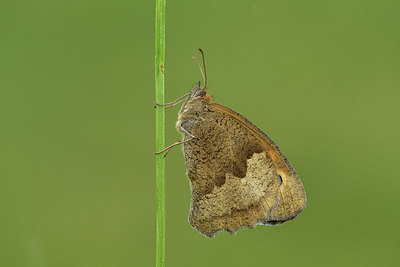 BUITEN BEELD Foto: 302039