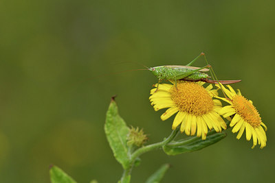 BUITEN BEELD Foto: 302044